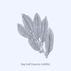 Hand drawn of herbs and spices basil (Ocimum basilicum) - obrazy, fototapety, plakaty