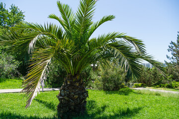 Beautiful palm tree Canary Island Date Palm (Phoenix canariensis) in spring Arboretum Park Southern Cultures in Sirius (Adler) Sochi.  Phoenix hybrida hort with luxury leaves in spring park