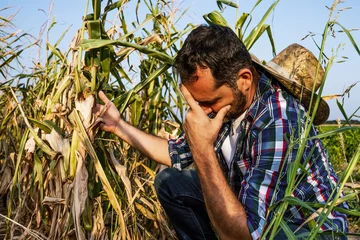 Fotobehang Boer is ontevreden en verdrietig omdat zijn maïsveld is verwoest door droogte. © djoronimo