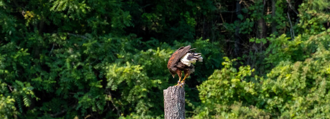 Closeup shot of a black Harris hawk perched on a plank of wood in the forest
