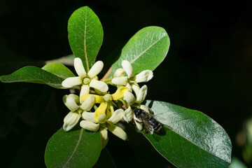 Yellow white flowers of Pittosporum tobira, Australian laurel or Japanese pittosporum, Japanese cheesewood in Arboretum Park Southern Cultures in Sirius (Adler). Nature wallpaper, copy space