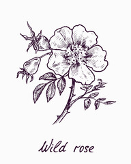 Wild rose, doodle ink drawing with inscription, vintage style woodcut