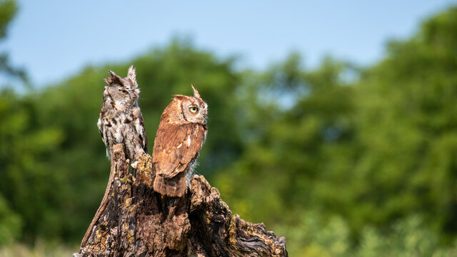 Cute eastern screech owls perched on wood in the green garden