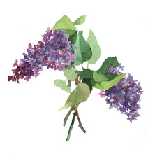 2 lilac flowers branches with leaves watercolor isolated on white background illustration for all prints.