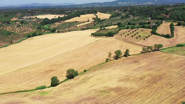 Tuscan countryside shot with drone at summer time. Aerial view of amazing country wheat fields in sunny weather, arid fields,green trees,olive trees 