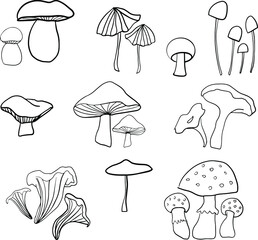 Line art vector mushrooms on white background. Nature, doodle, graphic, plant, outline, cartoon champignon