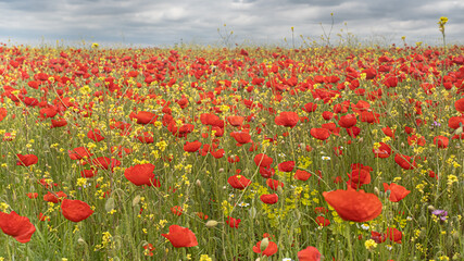 Field of poppy flowers on a sunny day