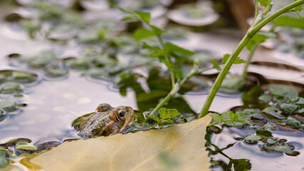 Frog in the water poking its head out of the water