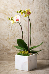 Orchid Bonsai decor