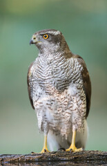Close up portrait of the female Goshawk drinking from the forest pool with the reflection on water