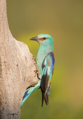 Close up portrait of European Roller, sitting next to the nesting site
