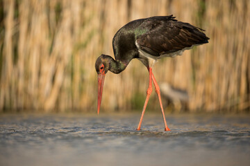 Close up portrait of the Black Stork, wading in the shallow water pool for hunting a fish prey