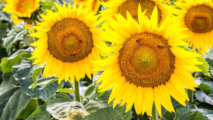 Obraz premium Blooming sunflowers natural background, close-up.