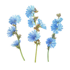 Set with chicory flowers (known as cichorium, blue daisy, blue dandelion, coffeeweed, cornflower, succory, endive). Watercolor hand drawn painting illustration isolated on white background - obrazy, fototapety, plakaty