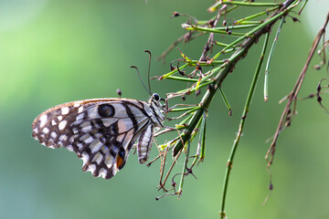 Fototapeta na wymiar Papilio butterfly or The Common Lime Butterfly resting on the flower plants in its natural habitat in a nice soft green background Papilio butterfly or common lime butterfly clap the wings on the flo