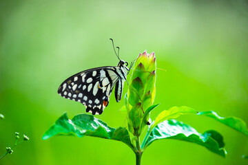 Papilio butterfly or The Common Lime Butterfly resting on the flower plants in its natural habitat in a nice soft green background
 Papilio butterfly or common lime butterfly clap the wings on the flo