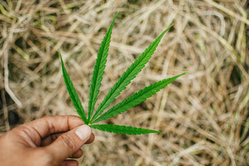 Hand holding fresh marijuana leaf. Close up green cannabis leaf. 