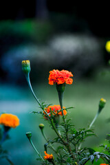 Tagetes is a genus of annual or perennial, mostly herbaceous plants in the sunflower family Asteraceae. 
 They are among several groups of plants known in English as marigolds. The genus Tagetes was d