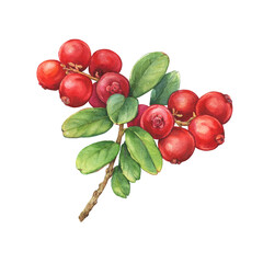 Closeup of a Cowberry branch with green leaves and red berries (Vaccinium vitis-idaea, lingonberry, mountain cranberry). Watercolor hand drawn painting illustration isolated on white background.