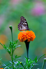 Blue spotted milkweed butterfly or danainae or milkweed butterfly feeding on the flower plants in natural  environment, macro shots, butterfly garden, 
