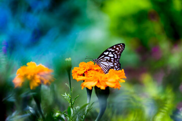 Blue spotted milkweed butterfly or danainae or milkweed butterfly feeding on the flower plants in natural  environment, macro shots, butterfly garden, 
