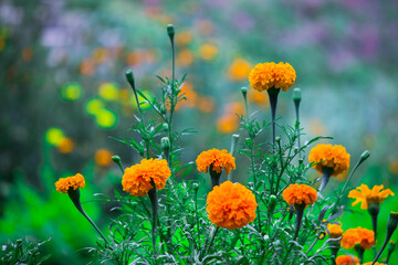 Tagetes is a genus of annual or perennial, mostly herbaceous plants in the sunflower family Asteraceae. 
 They are among several groups of plants known in English as marigolds. The genus Tagetes was d