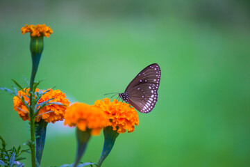 Euploea core, the common crow butterfly perched on the flower plant with a nice green background
 