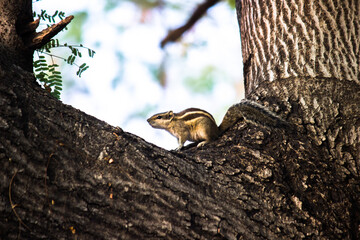 Squirrels are members of the family Sciuridae, a family that includes small or medium-size rodents. 
 The squirrel family includes tree squirrels, ground squirrels, chipmunks, marmots, flying squirrel