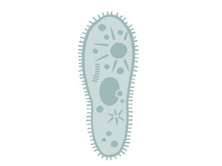 かわいいゾウリムシ／手書きイラスト