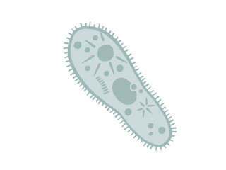 かわいいゾウリムシ／手書きイラスト