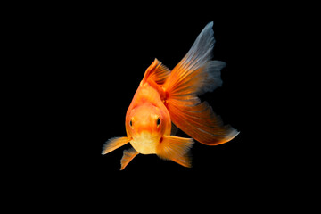 Goldfish swimming on black background 