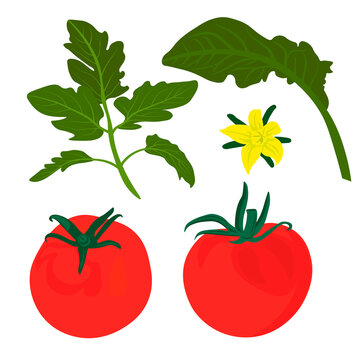 Red tomatoes vector stock illustration. A set of leaves and ripe tomato fruits. Round vegetables for cooking recipes. Isolated on a white background.