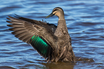 Pacific Black Duck in water with wings up and shimmery metallic green wing feathers showing