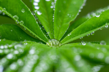 Green leaf with water drops for background. Green leaf with morning dew close up. grass and dew abstract background. Natural green background with leaf and drops of water.