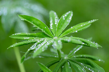 Green leaf with water drops for background. Green leaf with morning dew close up. grass and dew abstract background. Natural green background with leaf and drops of water.