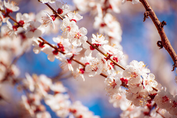 Apricot tree blossoms