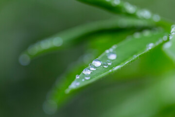 Green leaf with water drops for background. Green leaf with morning dew close up. grass and dew abstract background. Natural green background with leaf and drops of water.