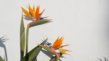 Strelitzia bird of paradise tropical crane flower, California USA. Orange exotic floral blossom,...