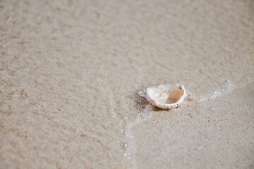 Persian gulf seashell summer time