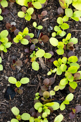 Background of fresh lettuce salad growth on the ground soil in the garden in spring season.