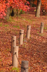 枯葉の落ちた道です