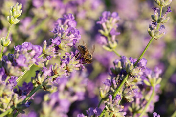 Honey bee pollinates lavender flowers. Plant decay with insects., Sunny lavender. Lavender flowers in the field. Soft focus, Close-up macro image wit blurred background.