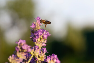 Honey bee pollinates lavender flowers. Plant decay with insects., Sunny lavender. Lavender flowers in the field. Soft focus, Close-up macro image wit blurred background.
