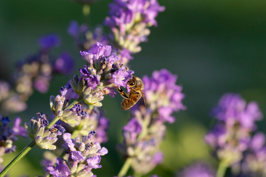 Honey bee pollinates lavender flowers. Plant decay with insects., Sunny lavender. Lavender flowers in the field. Soft focus, Close-up macro image wit blurred background.