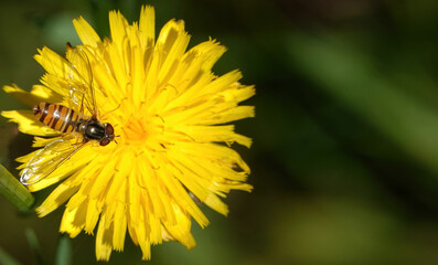 Selective focus shot of a hoverfly on a dandelion