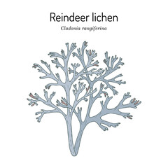 Grey reindeer lichen or deer moss - obrazy, fototapety, plakaty