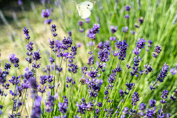 Closeup shot of blooming lavenders in a field in Sale San Giovanni comune, Italy