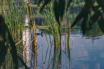 View of the city pond with reeds and swimming ducks through the branches of trees on a sunny summer day. Summer landscape.