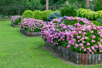 Hydrangea flower (Hydrangea macrophylla) in a garden. Landscaping using Hydrangea macrophylla bushes. Flowering bush of blue and red colored hydrangea close-up. The concept of landscaping.