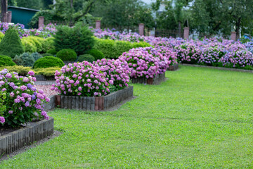 Hydrangea flower (Hydrangea macrophylla) in a garden. Landscaping using Hydrangea macrophylla bushes. Flowering bush of blue and red colored hydrangea close-up. The concept of landscaping.
